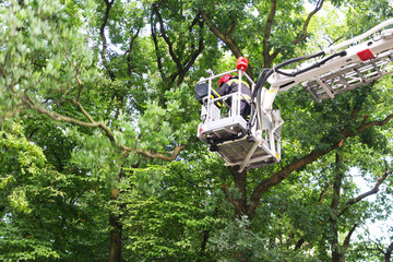 homme sur une grue dans les arbres