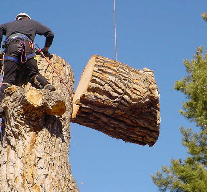 homme qui coupe un tronc d'arbre