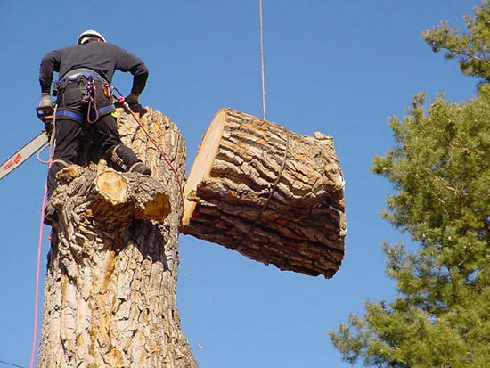 homme qui trançonne un arbre